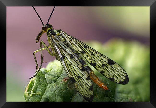 Scorpion Fly Framed Print by Iain Lawrie