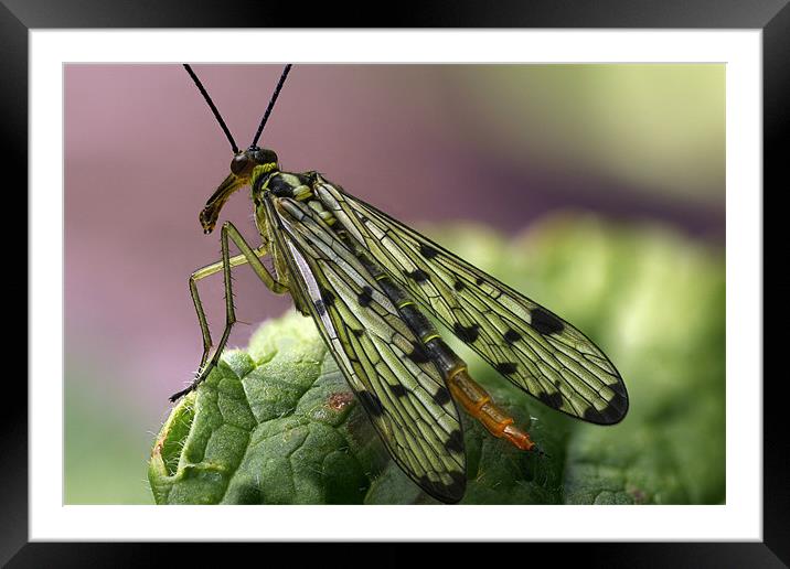 Scorpion Fly Framed Mounted Print by Iain Lawrie