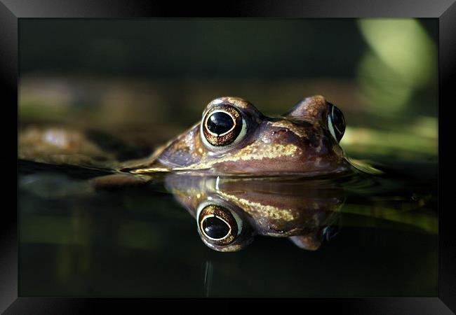 frog in a puddle Framed Print by Iain Lawrie
