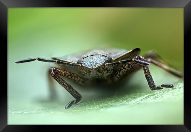 shield bug Framed Print by Iain Lawrie