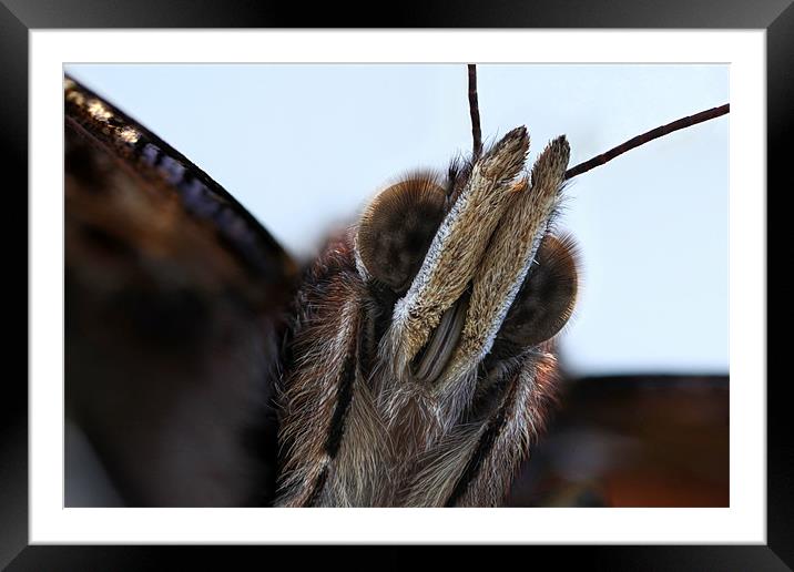 red admiral Framed Mounted Print by Iain Lawrie