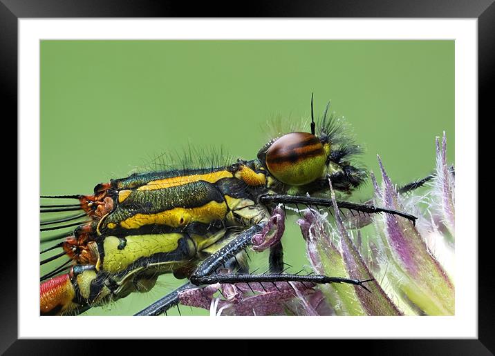 large red damselfly Framed Mounted Print by Iain Lawrie