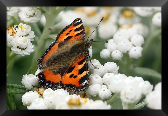 Butterfly - Small Tortoiseshell Framed Print by Iain Lawrie