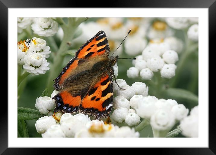 Butterfly - Small Tortoiseshell Framed Mounted Print by Iain Lawrie
