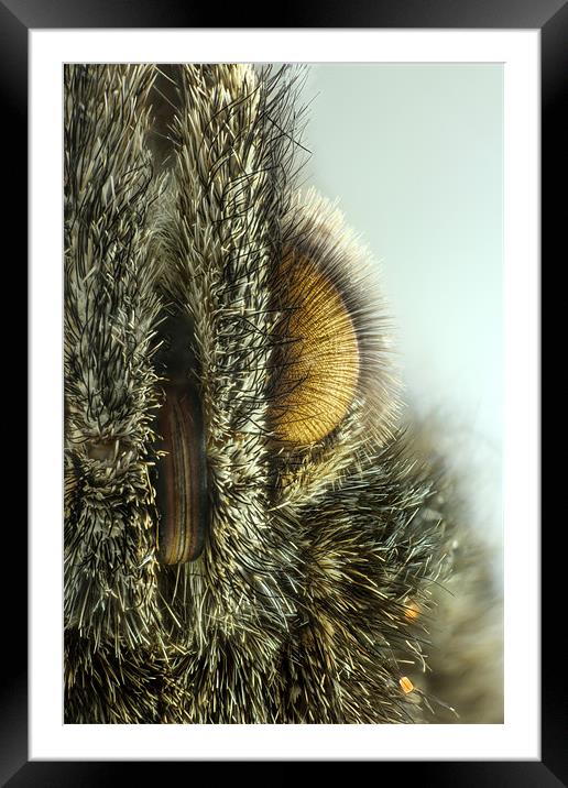 butterfly - small tortoiseshell Framed Mounted Print by Iain Lawrie