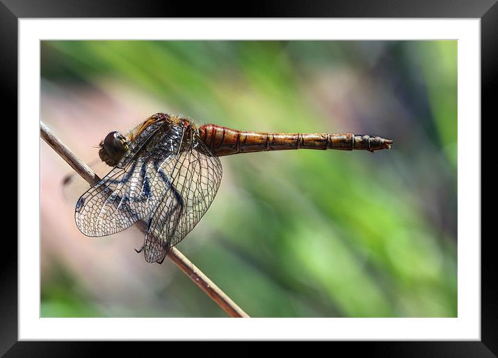 dragonfly Framed Mounted Print by Iain Lawrie