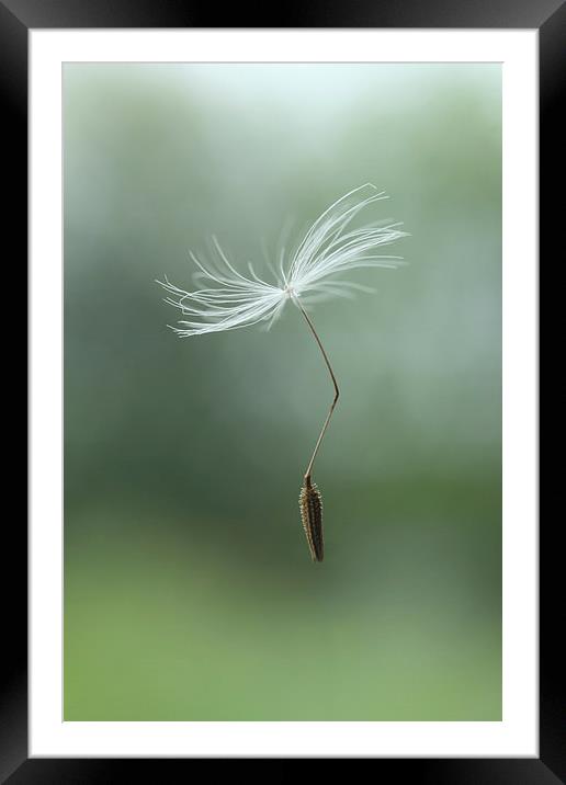 parachuting dandelion Framed Mounted Print by Iain Lawrie