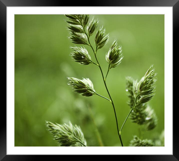 Wild Grass Framed Mounted Print by Victoria Bowie