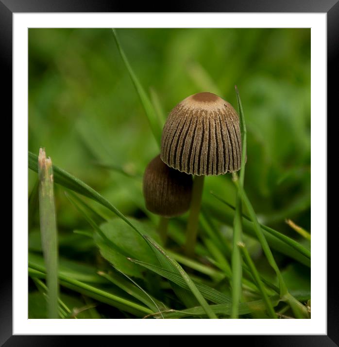  Fungi Framed Mounted Print by Victoria Bowie