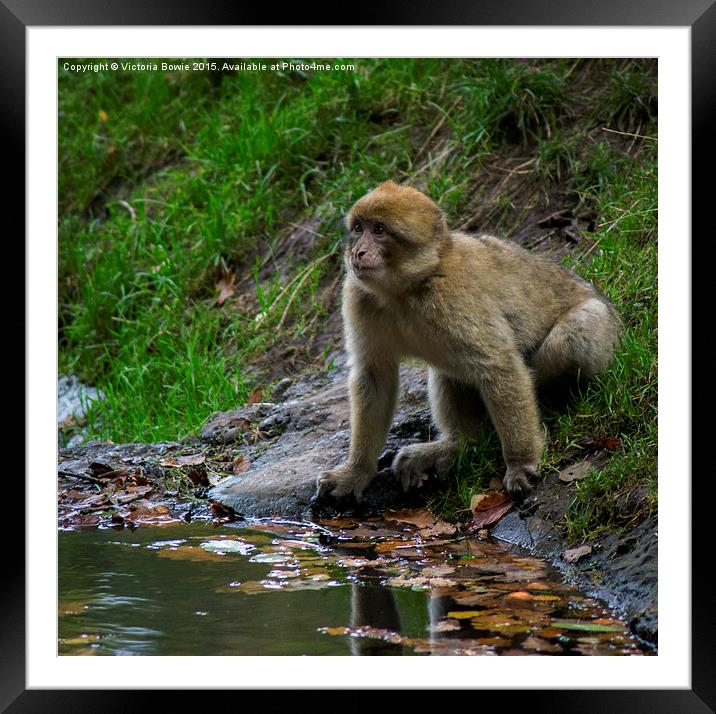  Trentham Monkeys Framed Mounted Print by Victoria Bowie