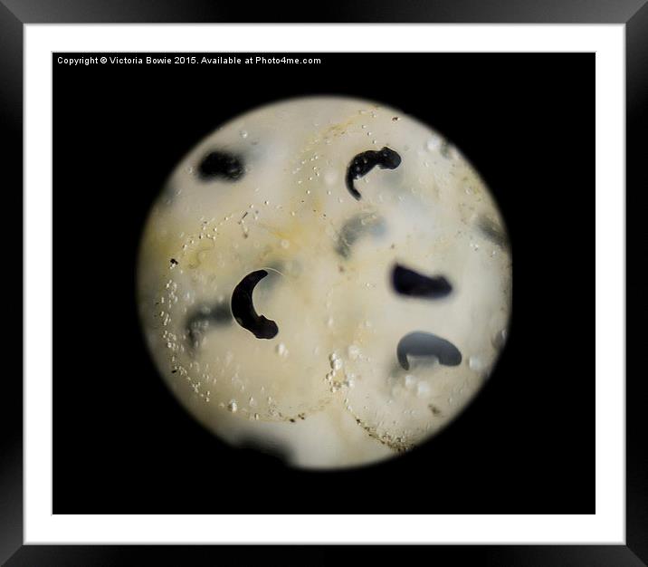  tadpole larva development Framed Mounted Print by Victoria Bowie