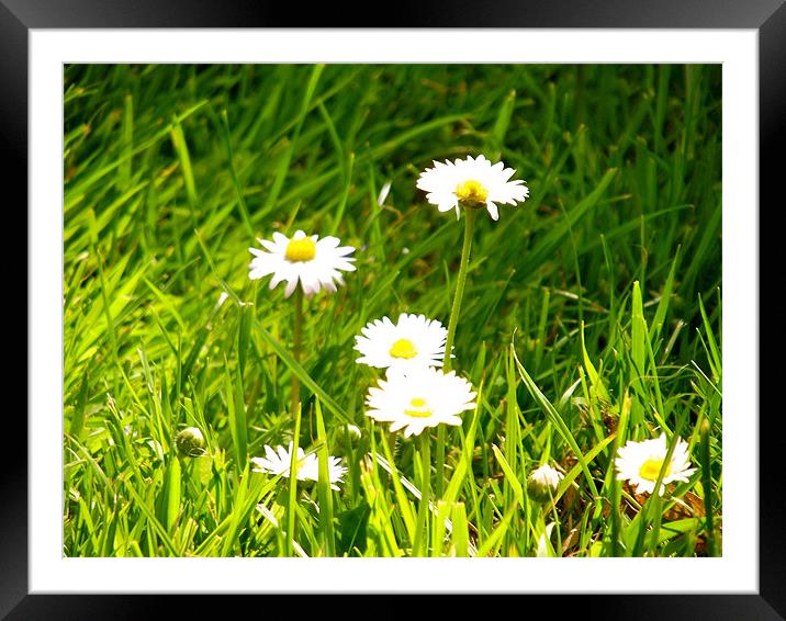 Dancing Daisies Framed Mounted Print by Amy Nichols