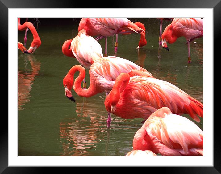 Flamingo central Framed Mounted Print by Amy Nichols