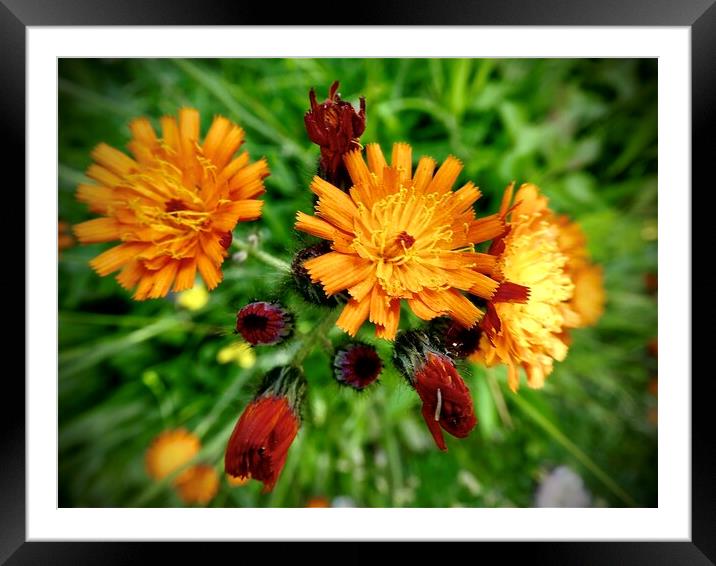 Devils Paint Brush Framed Mounted Print by Kim Slater