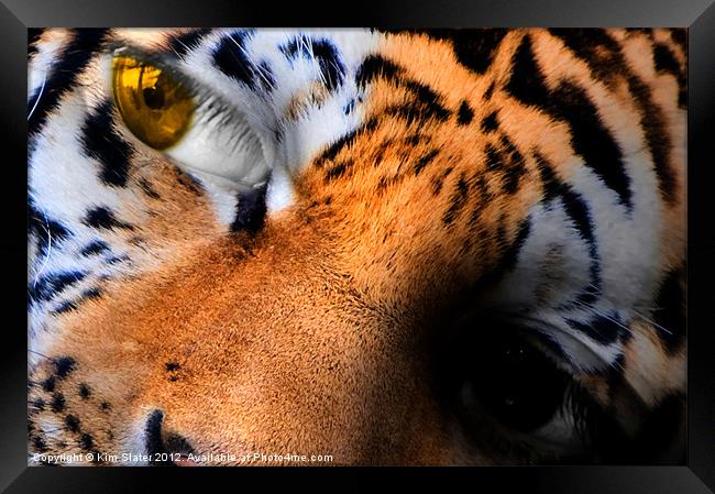 Little Tiger! Framed Print by Kim Slater