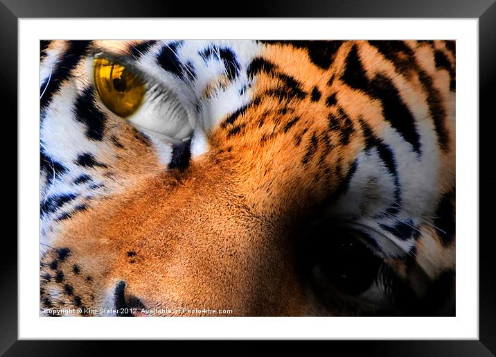 Little Tiger! Framed Mounted Print by Kim Slater