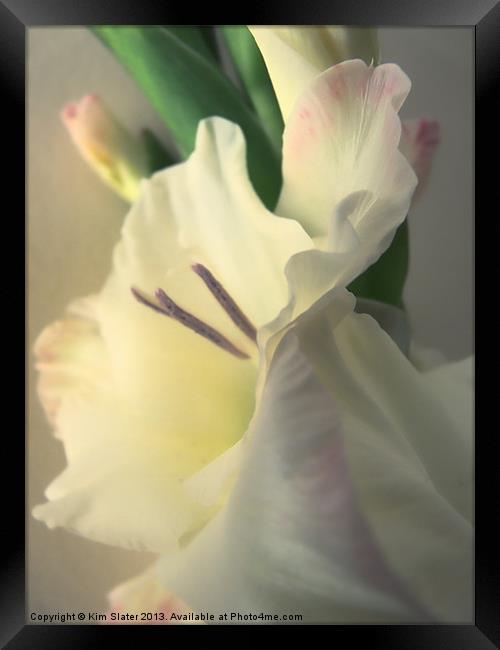 Gladiolus Framed Print by Kim Slater