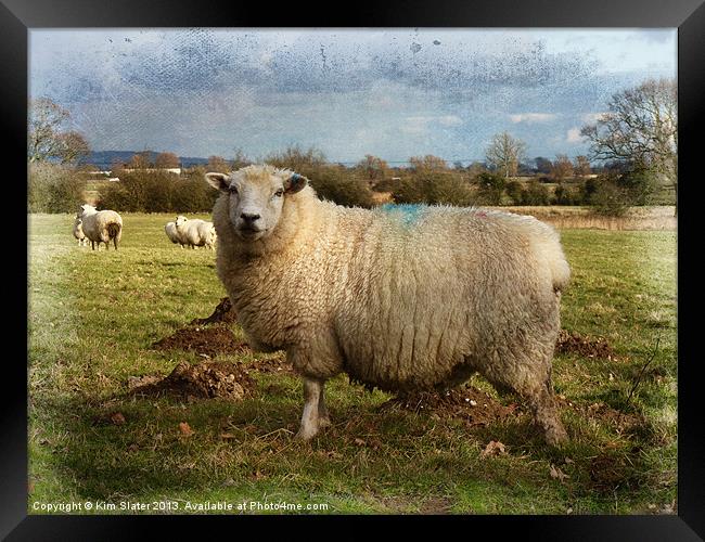 Sheep Framed Print by Kim Slater