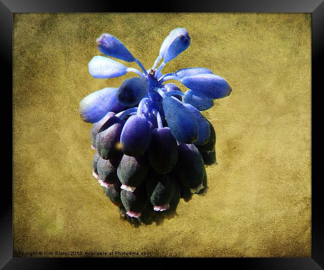 Grape Hyacinth Framed Print by Kim Slater