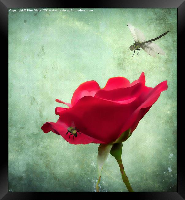 The Rose and the Drangonfly Framed Print by Kim Slater