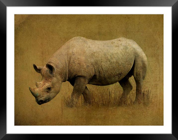  Black Rhino Framed Mounted Print by Kim Slater