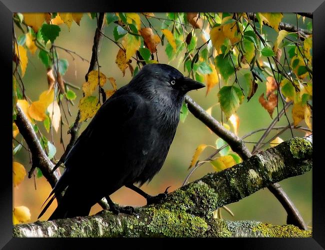  Jackdaw Framed Print by Kim Slater