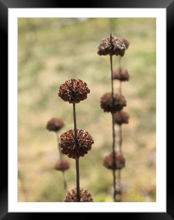 Seed Heads Framed Mounted Print by Kim Slater
