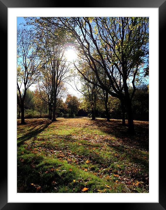 Sunny Autumn Morning Framed Mounted Print by Sudhir Shah