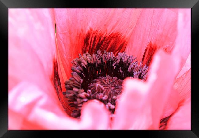 Poppy close up Framed Print by tim  barker