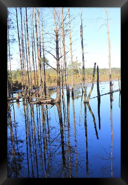 Reflecting trees Framed Print by tim  barker