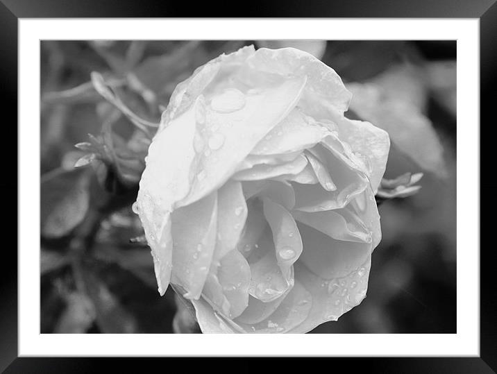 Rained rose Framed Mounted Print by tim  barker