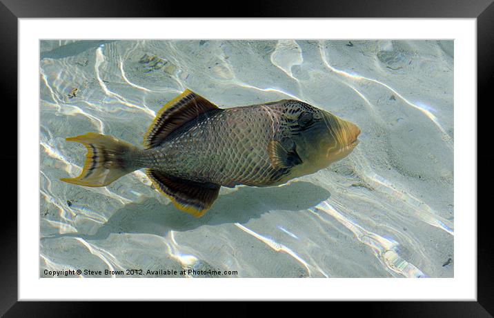 Titan Trigger Fish Framed Mounted Print by Steve Brown