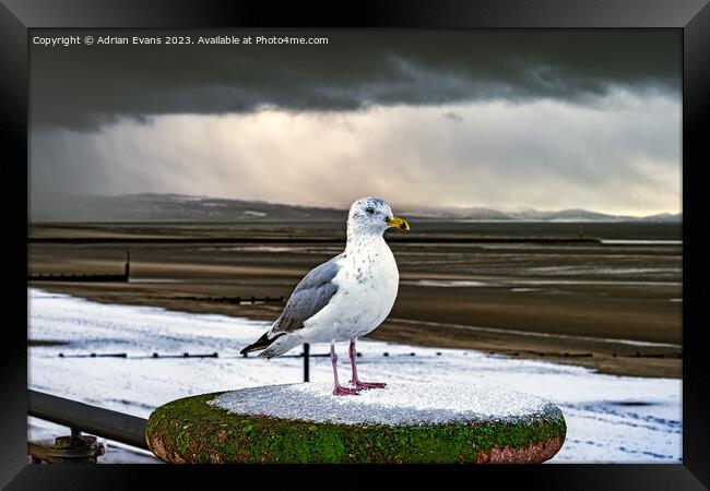 Herring Gull In The Snow Framed Print by Adrian Evans