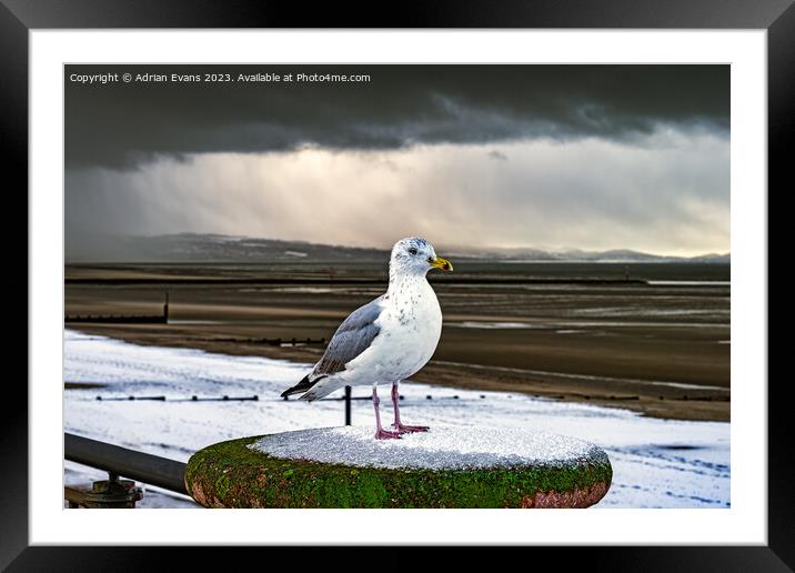 Herring Gull In The Snow Framed Mounted Print by Adrian Evans