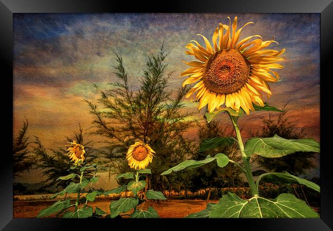 Three Sunflowers Framed Print by Adrian Evans