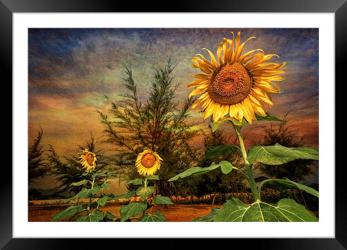 Three Sunflowers Framed Mounted Print by Adrian Evans