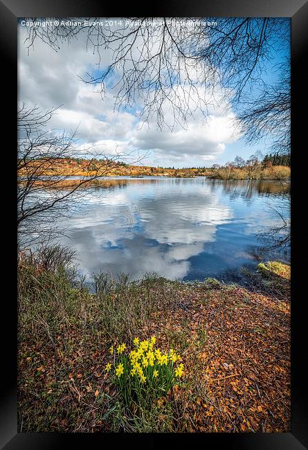 Lake Elsi Daffodil Betws-y-Coed Wales  Framed Print by Adrian Evans