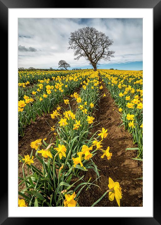 Rows of Daffodils Framed Mounted Print by Adrian Evans