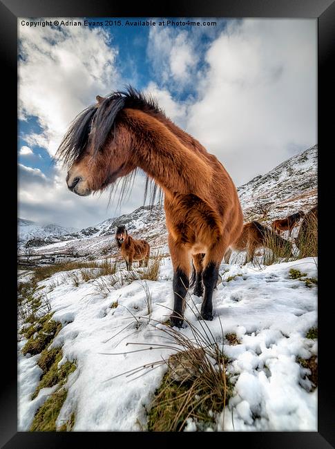 Feral Horse Nant Ffrancon Pass  Framed Print by Adrian Evans