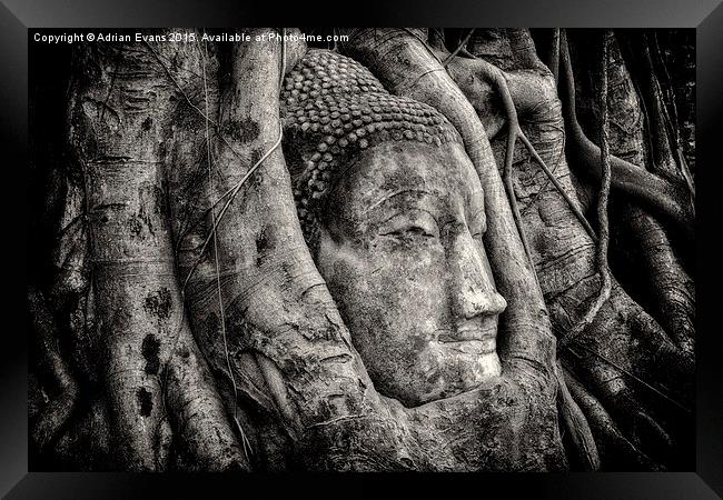 Banyan Tree Buddha Framed Print by Adrian Evans