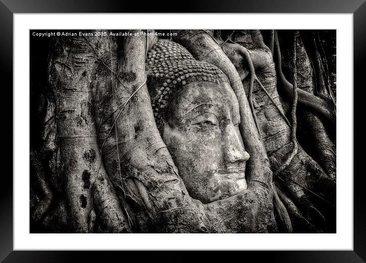 Banyan Tree Buddha Framed Mounted Print by Adrian Evans