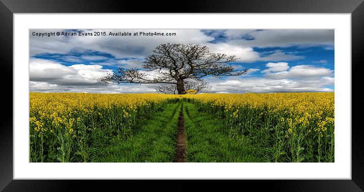 Field Of Rapeseeds Framed Mounted Print by Adrian Evans
