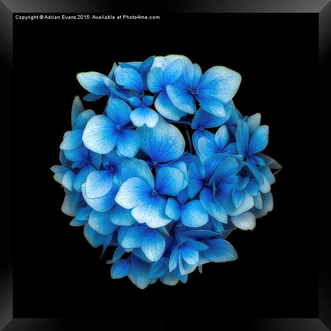 Blue Hydrangea Flower Framed Print by Adrian Evans