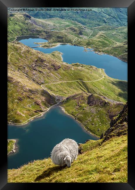 Sheep of Snowdonia Framed Print by Adrian Evans