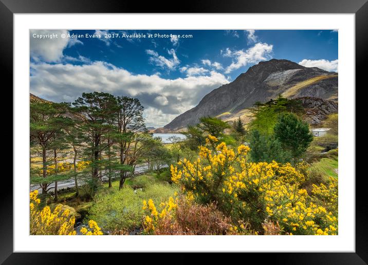 Mountain Flora Snowdonia  Framed Mounted Print by Adrian Evans
