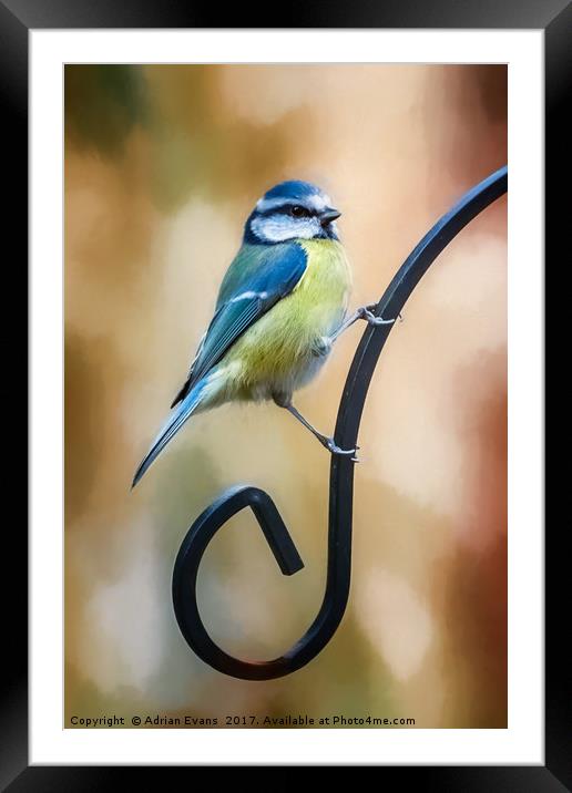 Just Hanging Around Framed Mounted Print by Adrian Evans