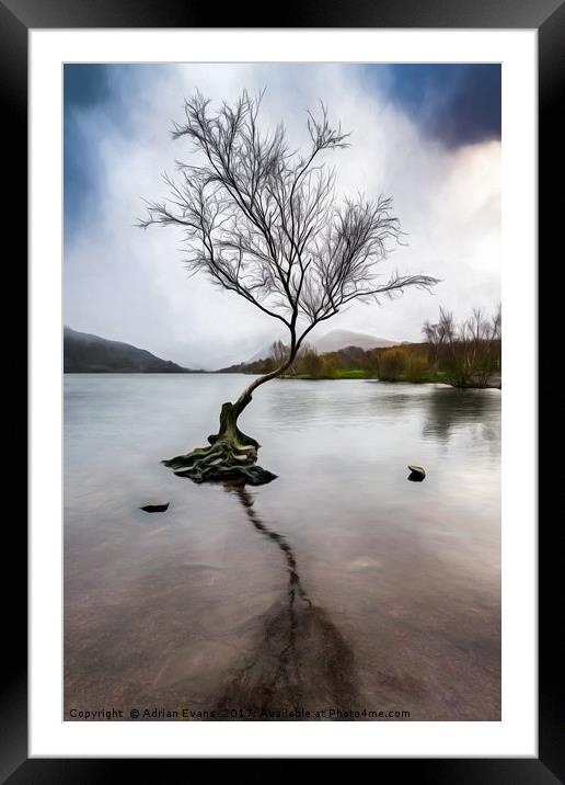 Lone Tree Llanberis Lake Framed Mounted Print by Adrian Evans