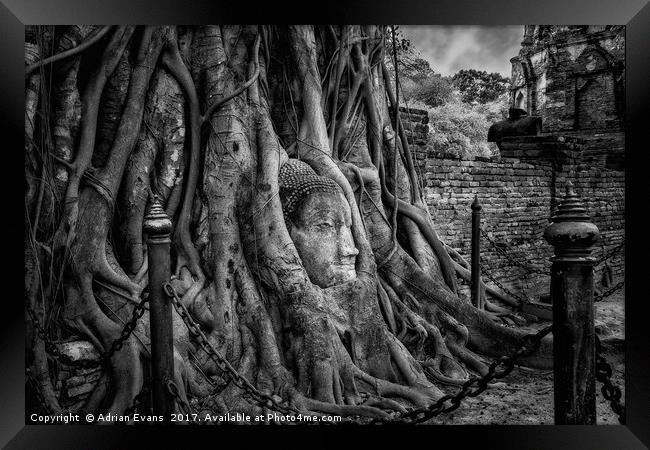 Buddha Head Ayutthaya Thailand Framed Print by Adrian Evans
