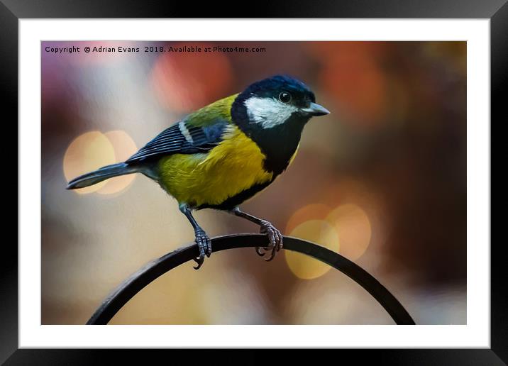 Great Tit Framed Mounted Print by Adrian Evans