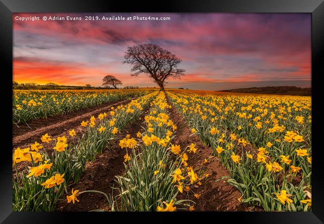 Field of Daffodils Sunset Framed Print by Adrian Evans